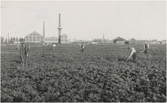 194235 Veranderend landschap: het schoffelen van de aardappelvelden met op de achtergrond de glasfabriek van Philips, ...