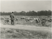 193221 Schaapsherder met kudde schapen, 26-03-1944