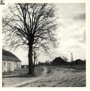 577842 Mooie boom aan zandweg Pannenhoef, 1963