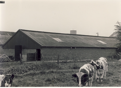 579532 Koeien voor een schuur van Rovers aan de Goudplevierweg 5, 1985-1990