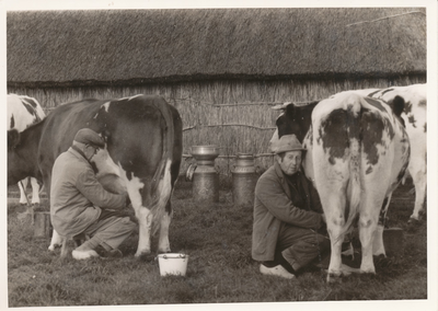 576600 Het melken van koeien door de broers Vervoordeldonk, 1980