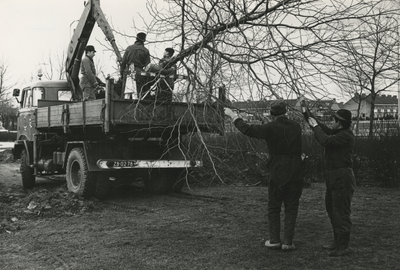 198635 Het op een vrachtwagen takelen van een boom door vijf mannen, 24-02-1970