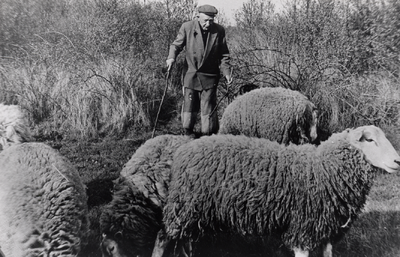210506 Dirks Opa met schapen.. Laatste schapenboer uit de Peel, 1960