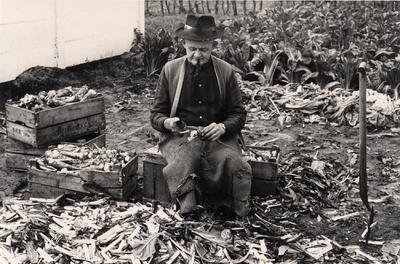 210509 Verberne Janus,tuinier. Witlof knolletjes aan het afsnijden, 1965