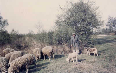 210510-002 Het hoeden van schapen door de laatste schaapherder van de Peel, Jakob Derks (in de volksmond Dirkske), 1965