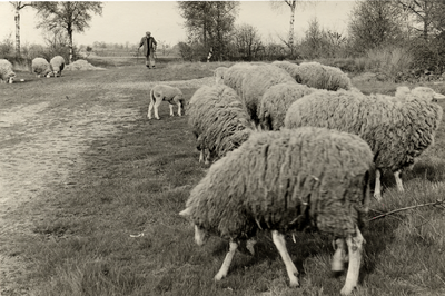 210511-002 Dirks Opa. Laatste schapenboer, 1965