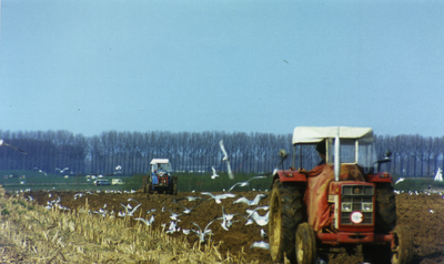210597 De Peel.Ploegen. Kokmeeuwen op insectenjacht, 1990