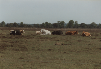 213103 Strabrechtse heide: heideveld met koeien, 1996