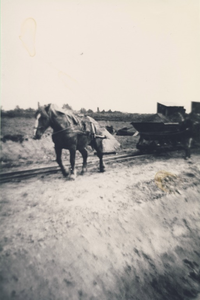 230258 Het verplaatsen van de wagons met zand met behulp van een trekpaard, 1945-1955