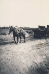 230258 Het verplaatsen van de wagons met zand met behulp van een trekpaard, 1945-1955