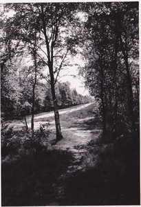 230286 Gemeente bossen, 1951 - 1952