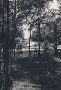 230287 Strabrechtse en Lieropse Heide , gemeentelijke bossen, 1951 - 1952