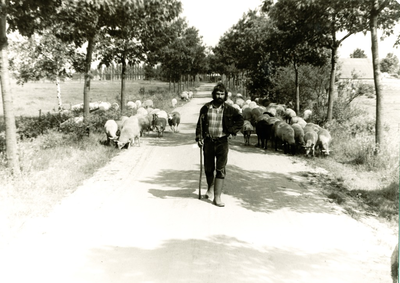 235904 Het hoeden van schapen door schaapsherder (mogelijk) N. Smulders op de Strabrechtse Heide, 06-1974