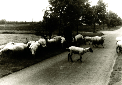 235908-01 Het hoeden van schapen door schaapsherder (vermoedelijk) N. Smulders op de Strabrechtse Heide, 05-1973