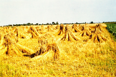 235909 Breestraat: met geoogst korenveld, 1977