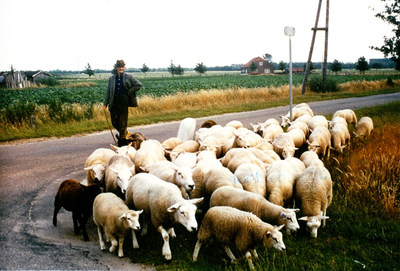 235910 Het hoeden van schapen door schaapsherder (vermoedelijk) N. Smulders op de Strabrechtse Heide, 05-1973