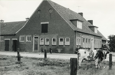 236267 Het K.I. (Kunstmatig Inseminatie) station Peelland: Steemertseweg, met op de voorgrond een van hun stieren, 09-06-1961