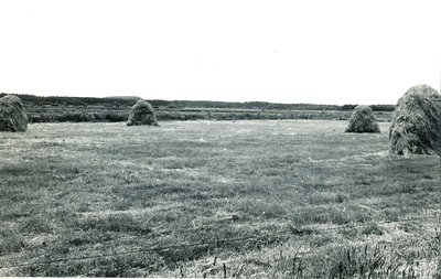 236372 Berkeindje en Vaarsehoef: de Meervensedijk gezien vanaf Starvenweg, met enkele hooiruiven, 31-05-1961