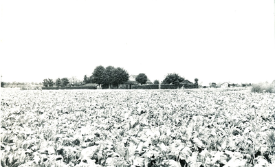 236450 Agrarische omgeving: op de achtergrond de boerderij, Vaarselstraat 135, 12-09-1961