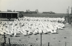 236529 Het scharrelen van ganzen, 26-04-1962