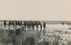 237203 Vijf ingetuigde en grazende paarden voor vermoedelijk een ploeg, met erbij twee werklieden, 8-1930