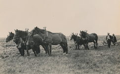 237205 Ploegen van de heide gronden met paard en ploeg, 8-1930