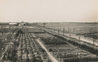 237208 Kerkendijk , hoofdweg door de ontginningsgebieden, met rechts augurkenteelt en andere gewassen., 8-1930