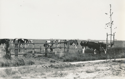 237210 Grazende koeien, Groeneweg in Someren Heide., 8-1930