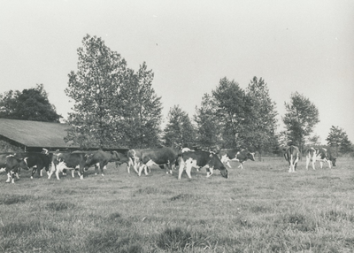 237213 Agrarische omgeving met melkkoeien en stal van Piet Hendriks, 1970-1980