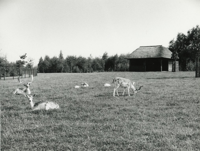 237820 Hertenkamp in het Slievenpark: gezien vanaf de Avennelaan, 06-1971 - 08-1971