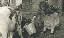 237974 Het voeren van een koe door Fanciska van Asten, op de boerderij van vader Jan aan de Vaarselstraat 15a, 7-1955