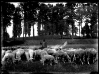 120 Kommen; Maastricht; schaapskudde; herder, 17-08-1904/5
