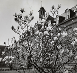 3456 bloeiende magnolia; hoofdingang; Vroedvrouwenschool, 1953