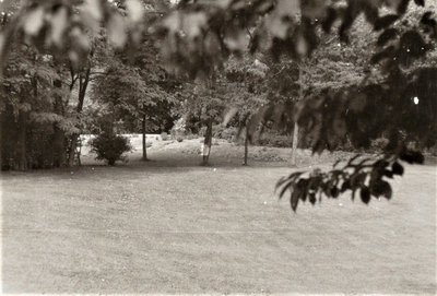 3638 grasveld; bomen; struiken, 1963