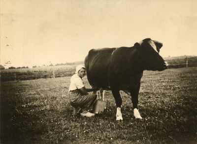 1318 Boerin melkt een koe, 1940 - 1950