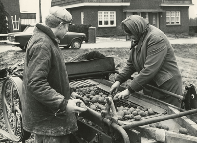 1550 Aardappelteelt, 1980