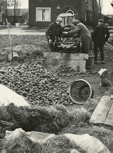 1551 Aardappelteelt, 1980