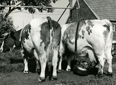 1709 Machinaal melken van koeien, 1959-06-04