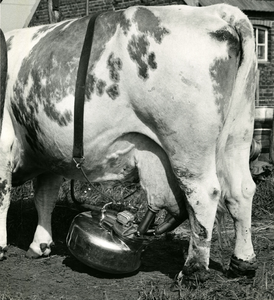 1710 Machinaal melken van koeien, 1959-06-04