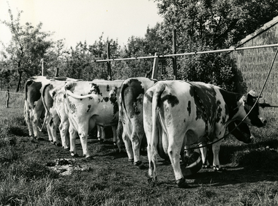 1711 Machinaal melken van koeien, 1959-06-04