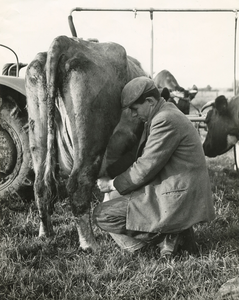 1713 Boer melkt zijn koeien, 1961