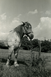 1831 Paard bij afrastering in de wei, 1958