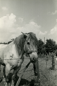 1832 Paard bij afrastering in de wei, 1958