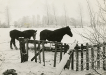 1833 Paarden in een weiland in de sneeuw, 1971