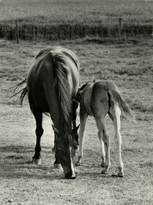 1835 Paard met veulen, 1974