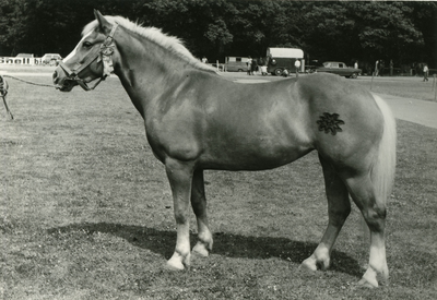 1849 Paardenfokdag Baarlo, 1971-07-10