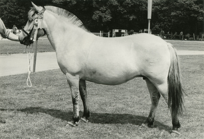 1850 Paardenfokdag Baarlo, 1971-07-10