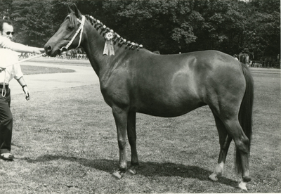 1851 Paardenfokdag Baarlo, 1971-07-10