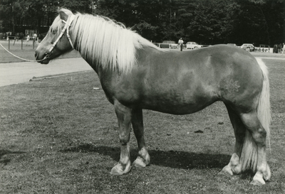 1852 Paardenfokdag Baarlo, 1971-07-10