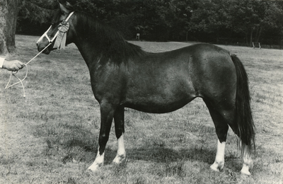 1861 Paardenfokdag Deurne, 1967-07-01